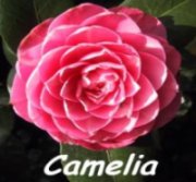 CAMELIAPROF
