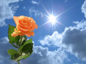 floare