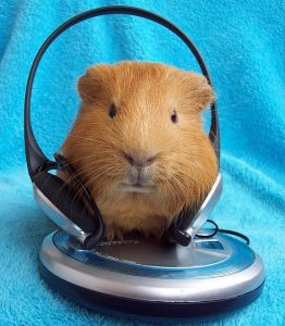 porcusor