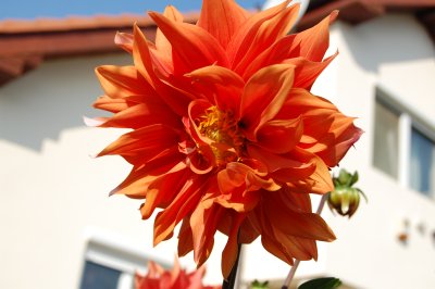 floare