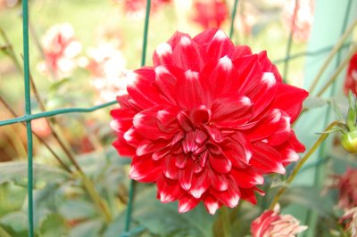 floare1